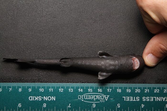 pockshark03