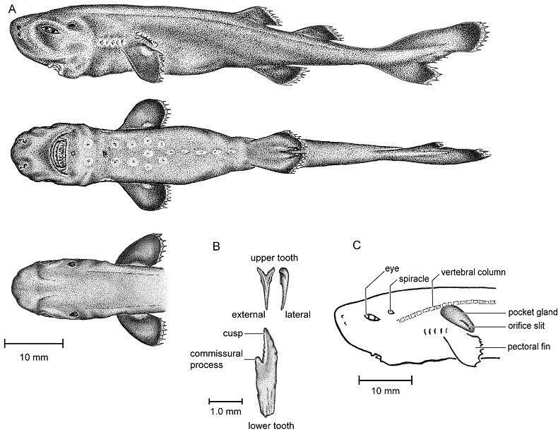 pockshark05