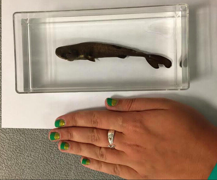 pockshark07