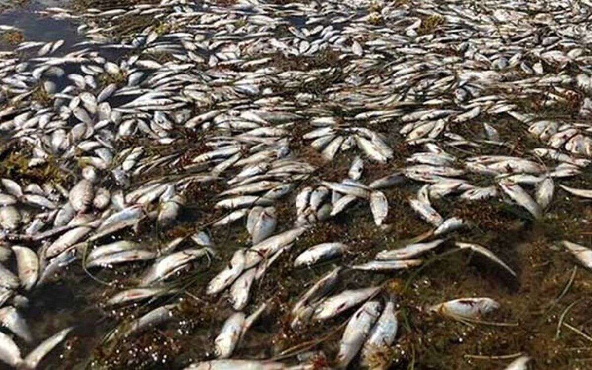 sargazo y mortandad de peces el financiero 1
