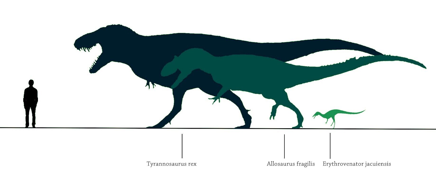 Rex