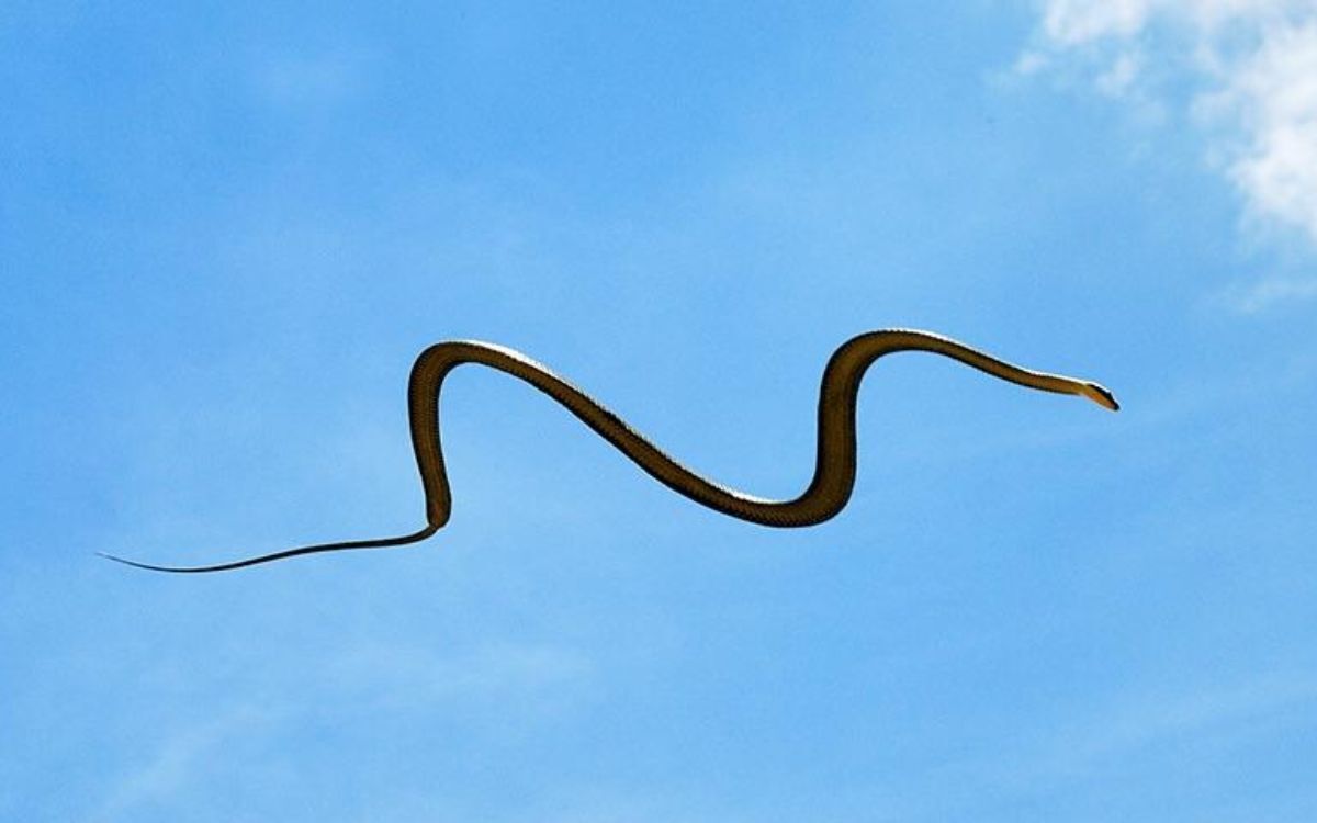 Serpiente voladora 3 1