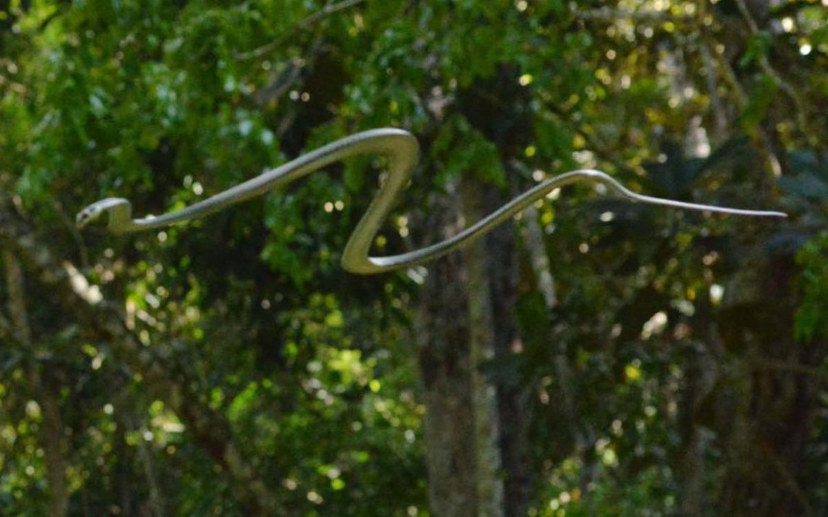 Serpiente voladora 5 1