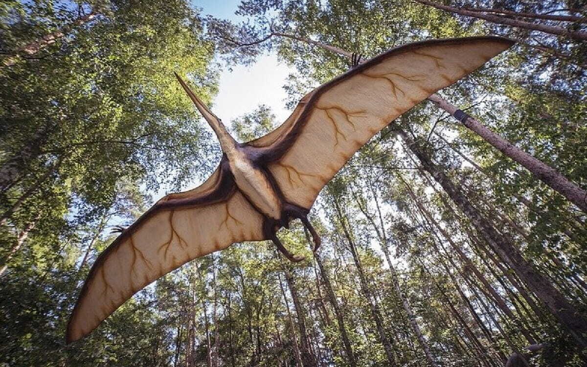 Quetzalcoatlus northropi, ¿el animal volador más grande?
