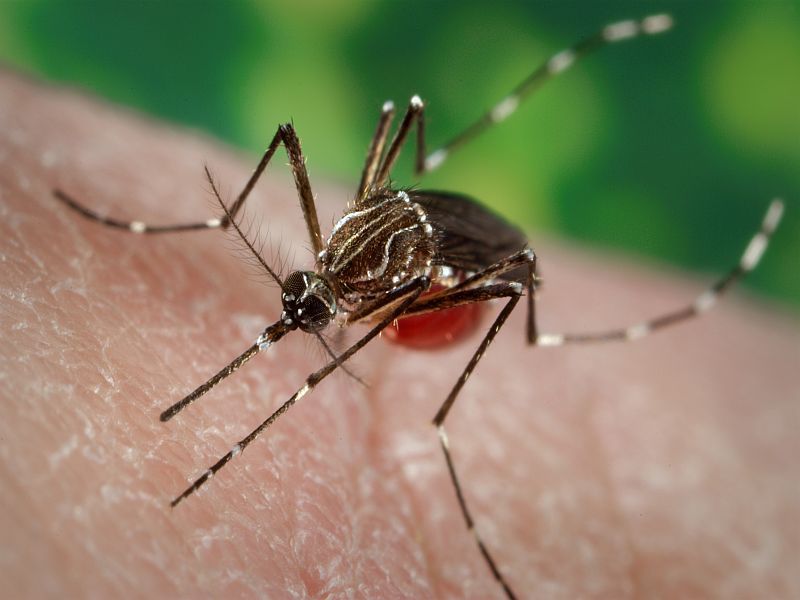 mosquito dengue