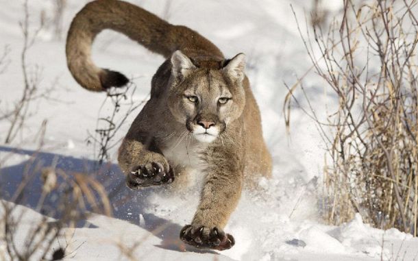 Puma concolor, el puma.