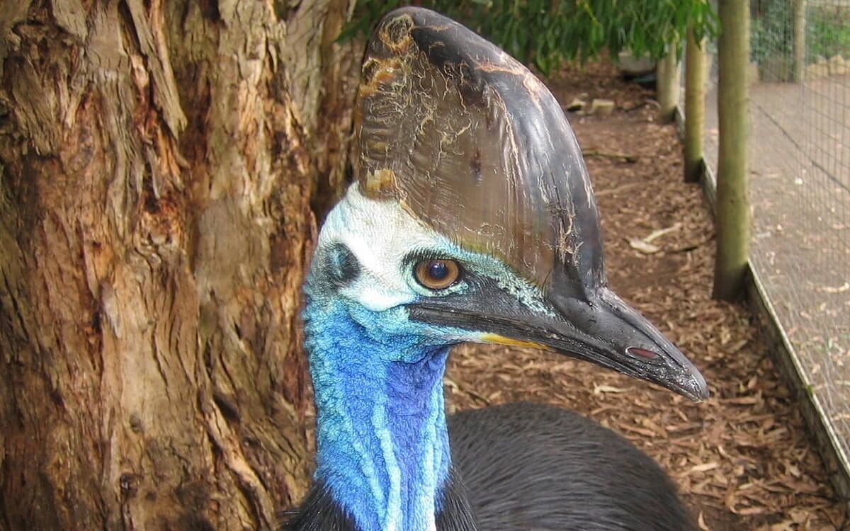 Casuarius casuarius, el casuario común