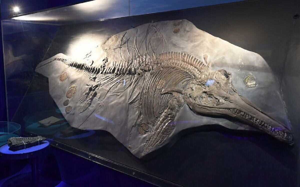 Temnodontosaurus trigonodon, el "dragón marino" más grande del Reino Unido