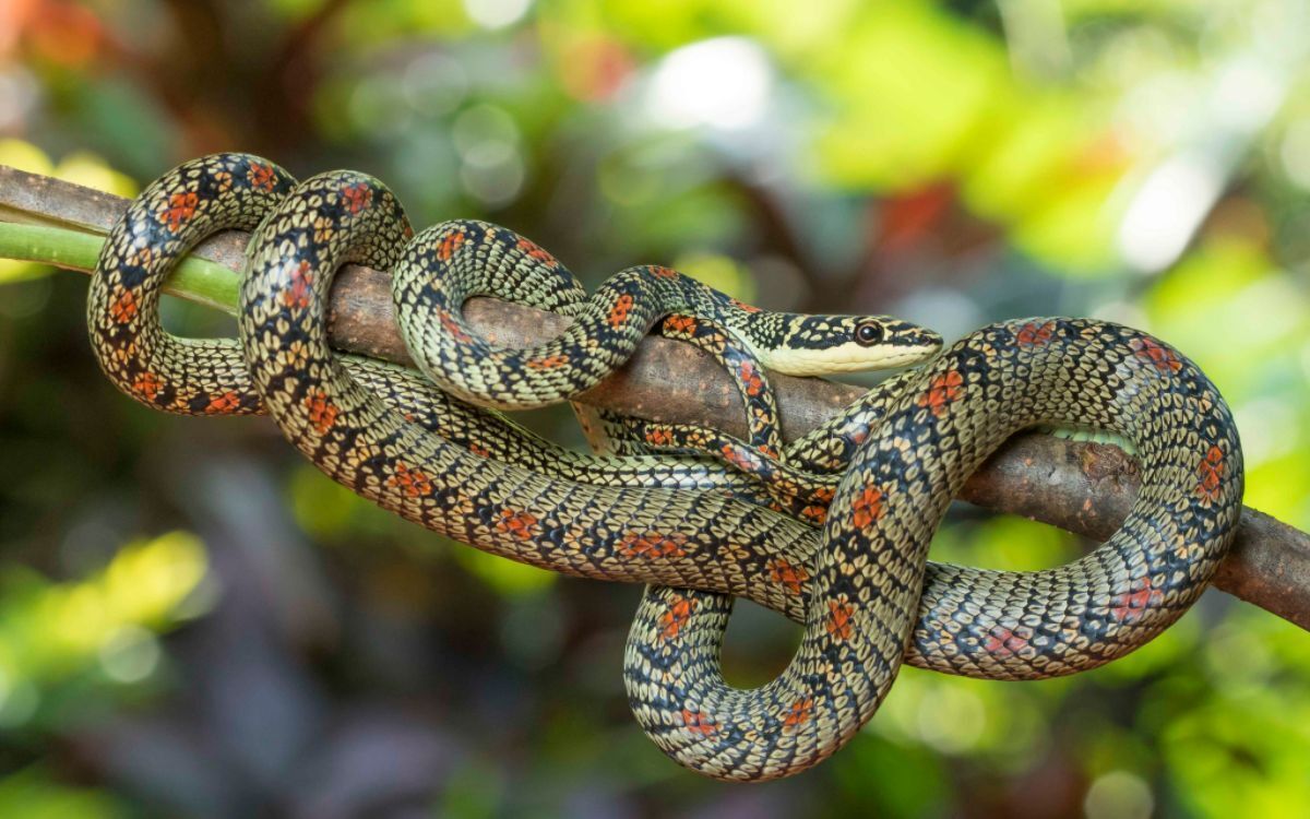 Chrysopelea, las serpientes voladoras