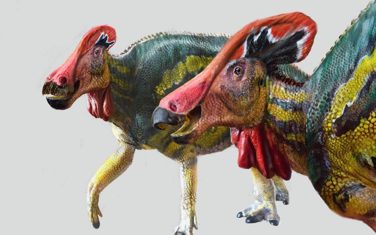 Tlatolophus galorum, el dinosaurio platicador mexicano.