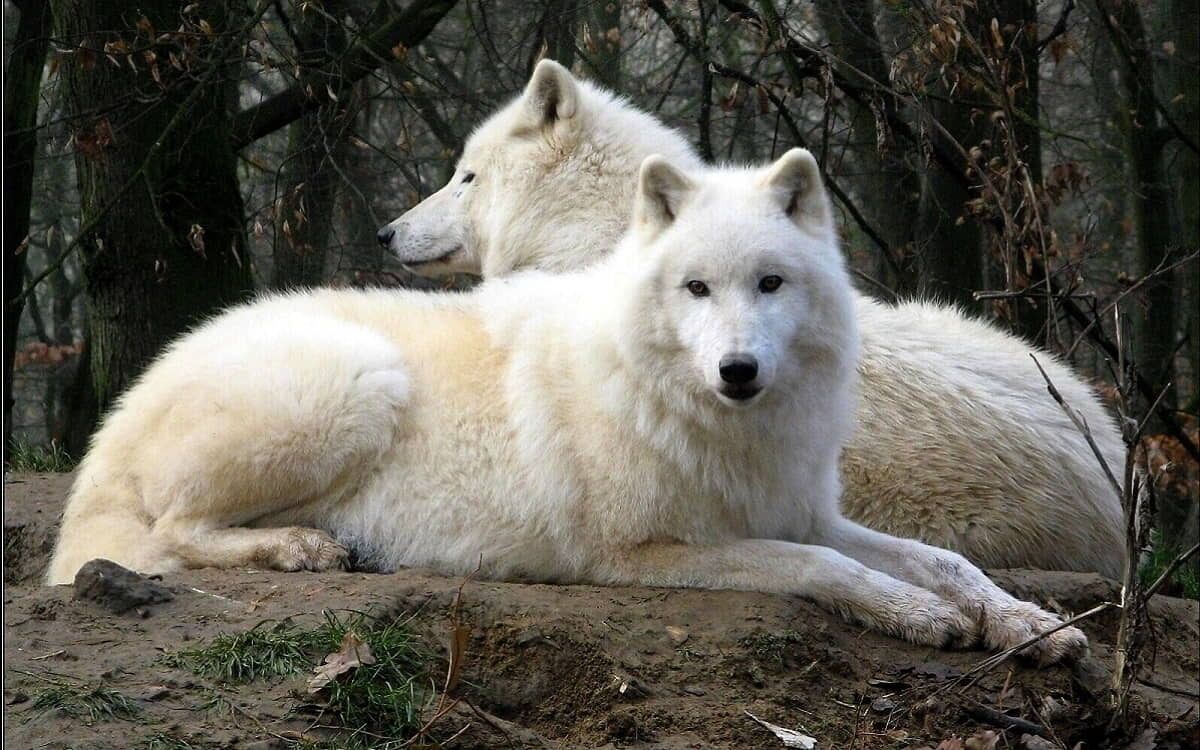 Canis Lupus Arctos, el lobo polar.