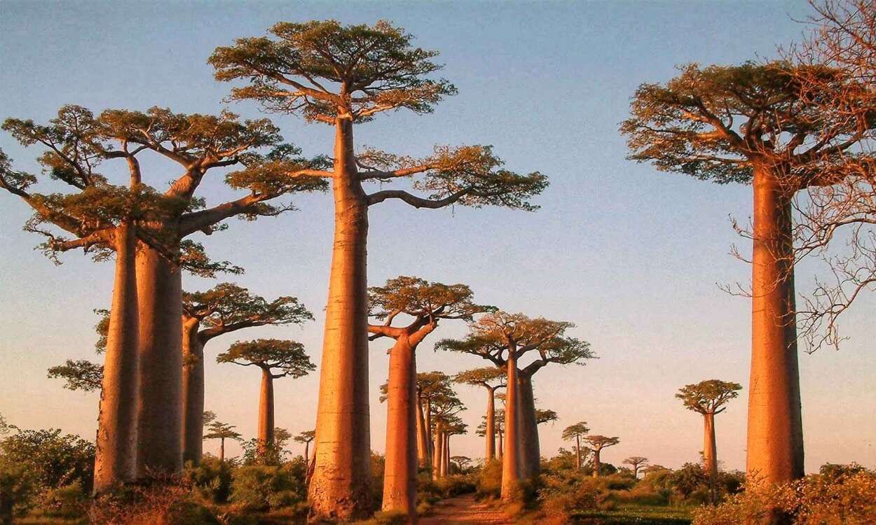 Sigamos plantando baobabs