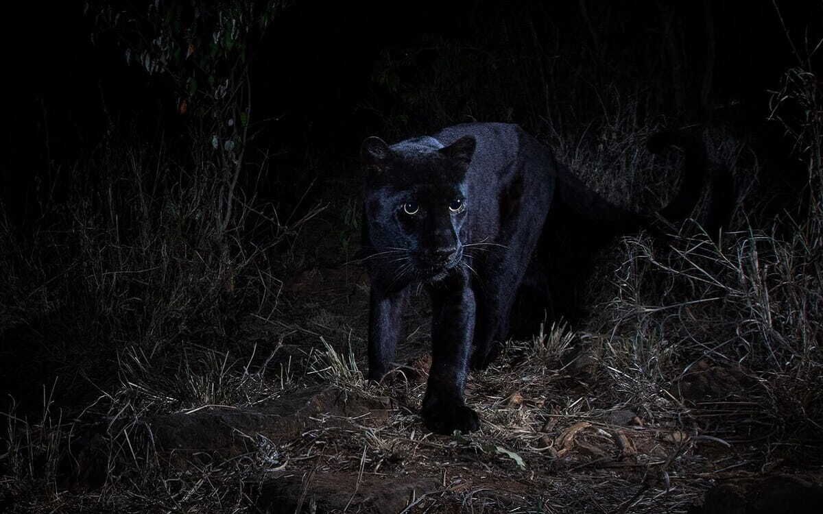Panthera pardus, el leopardo.