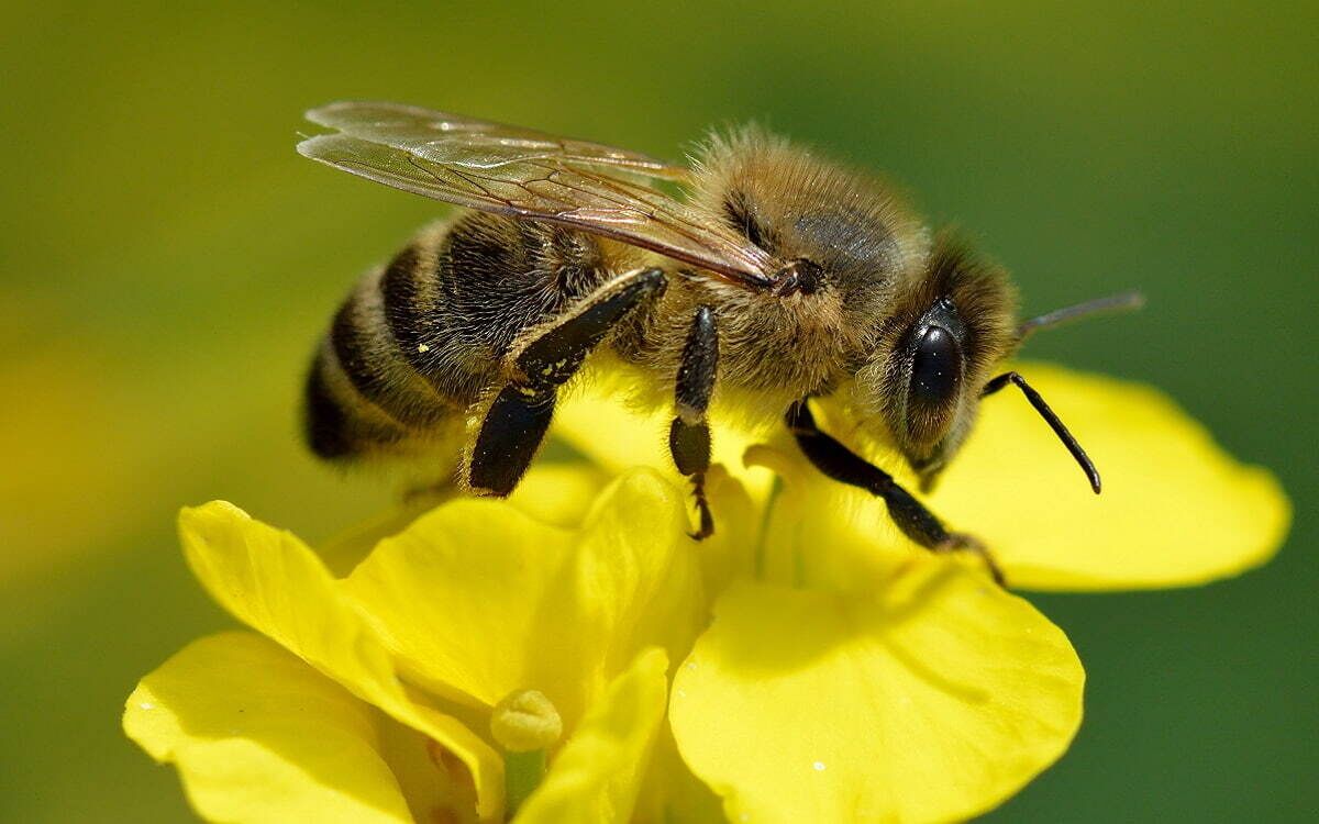 Apis mellifera, la abeja melífera.