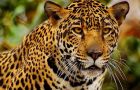 ¿Es relevante la conservación de la naturaleza?
