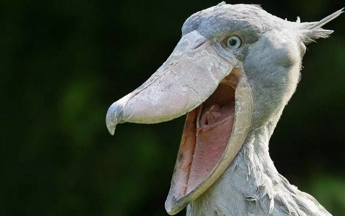 Balaeniceps rex, el picozapato.