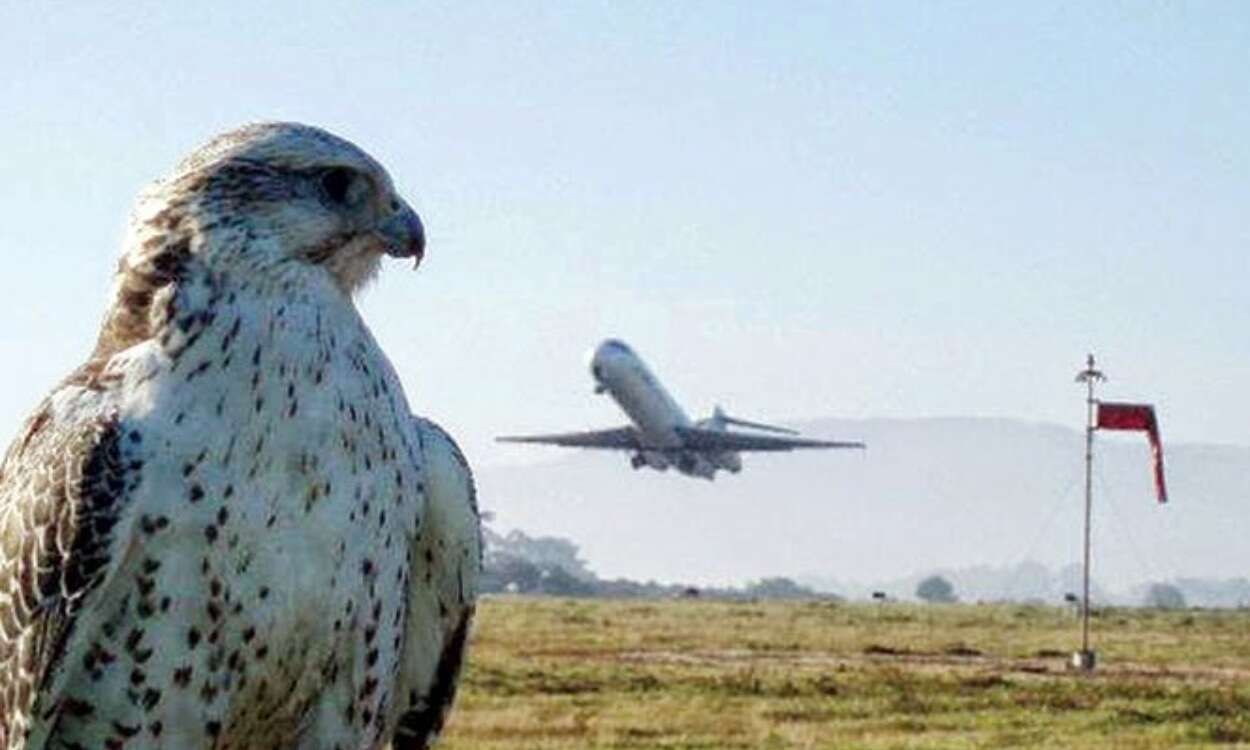 Halcones en el AICM