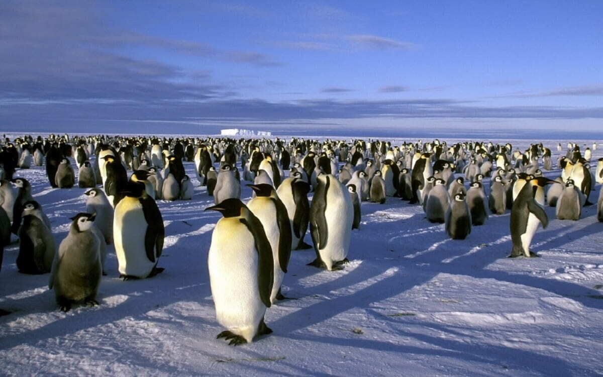 Aptenodytes forsteri, el pingüino emperador.
