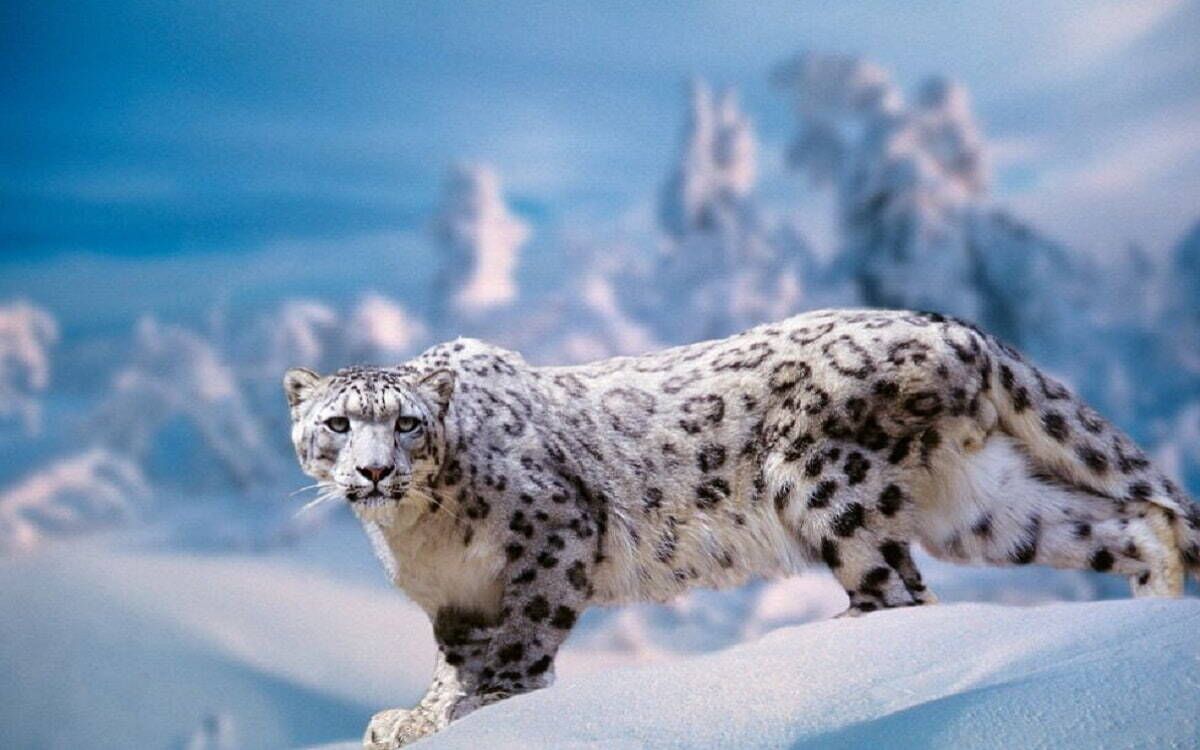 Panthera Uncia: El leopardo de las nieves (Galería)