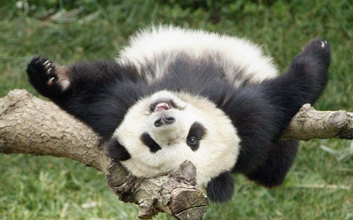 Ailuropoda melanoleuca, el panda gigante