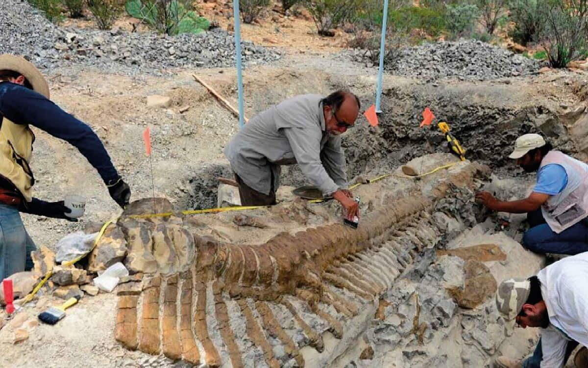 Tlatolophus galorum, el dinosaurio platicador mexicano.